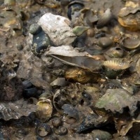 Pacific Oyster